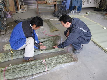 い草の種類を見学