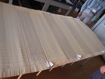幾種類のい草の日焼け具合